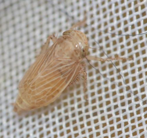 Réf. 345 772 : Streptanus confinis